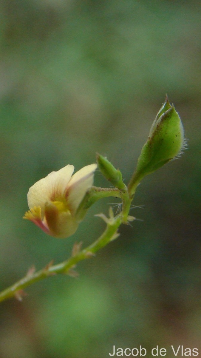 Polygala chinensis L.